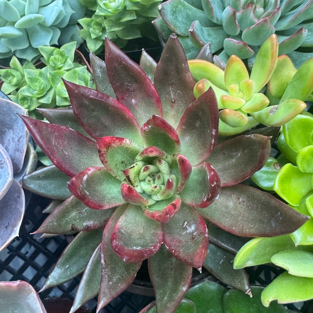 Lipstick Echevarria Agavoides RARE